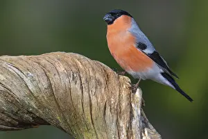 Framed Print : Bullfinch (Pyrrhula pyrrhula), Fagelsjo