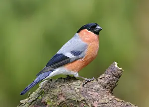 Bullfinch (Pyrrhula pyrrhula), male perchd on a branch