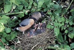 Bullfinch (Pyrrhula pyrrhula) pair at nest