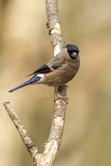Bullfinch (Pyrrhula pyrrhula) perched on a branch