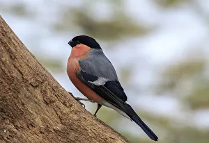Bullfinch (Pyrrhula-pyrrhula) perched on a branch