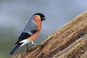 Bullfinch (Pyrrhula-pyrrhula) perched on a branch