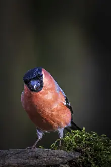 Bullfinch (Pyrrhula pyrrhula) perched on a tree