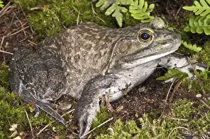 Bullfrog (Rana catesbeiana), native to much of the United States and parts of southern Canada