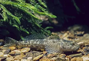 Bullhead, Cottus Gobio, European Bullhead