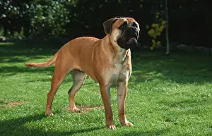 Bullmastiff