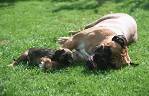 Bullmastiff and Border Terrier puppy