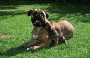 Bullmastiff and Border Terrier puppy