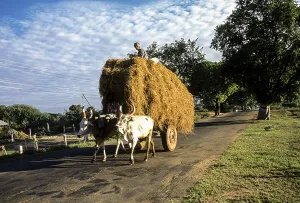 A bullock cart carrying rice sheaves