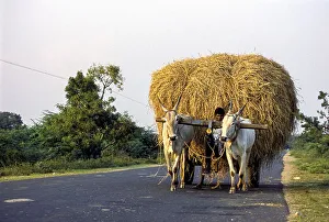 A bullock cart carrying rice sheaves