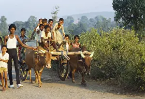 Bullock cart, a day in the life of village, india