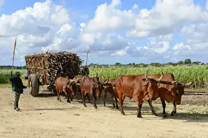 Bullock cart with harvested Sugar cane (Saccharum officinarum)