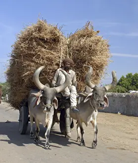 Bullock cart, Kutch, Gujarat, India