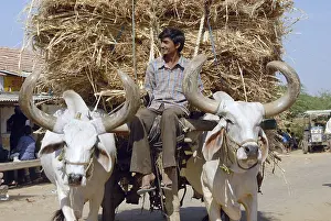 Bullock cart, Kutch, Gujarat, India