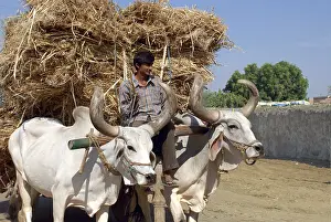 Bullock cart, Kutch, Gujarat, India