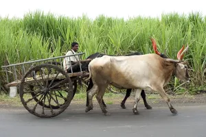 Bullock cart, Miraj, Sangli, Maharashtra