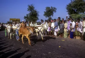 Bullock cart Rekla race in Madurai