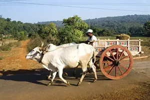 Bullock cart and two white bulls on the road at Anjarle village