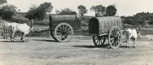 Bullock carts near the river bed at Pollachi