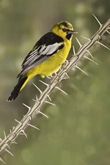 Bullock's Oriole (Icterus bullockii)