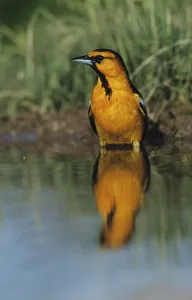 Bullock's Oriole (Icterus bullockii)