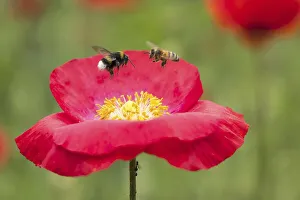 Bumblebee (Bombus) and bee (Apis mellifera) approaching poppy flower (Papaver rhoeas)