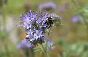 Bumblebee (Bombus) at the flower of a butterfly meadow