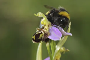 Bumblebee (Bombus sp.), adult male
