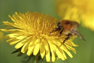 Bumblebee (Bombus sp.), feeding on a Dandelion flower (Taraxacum sp)