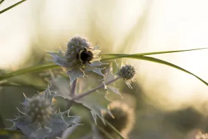 Bumblebee (Bombus spec.) on a sea thistle (Eryngium maritimum) in backlight