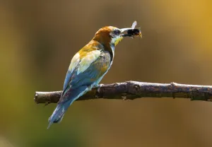 Bumblebee for breakfast (Merops apiaster)