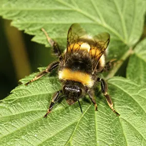 Bumblebee sitting on a green leaf