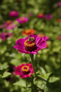 Bumblebee on zinnia (Zinnia), bee pasture