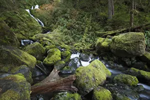 Bunch Creek Falls at the Quinault Lake