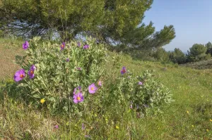 A bunch of purple flowers grows in a field