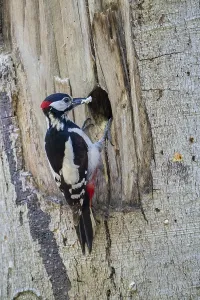 Buntspecht (Dendrocopos major)