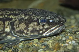 Burbot head portrait floating looking right