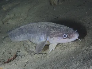 Burbot (Lota lota), Rutte, lying on the lake bottom