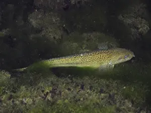 A burbot (Lota lota) swims along an algae-rich environment under water