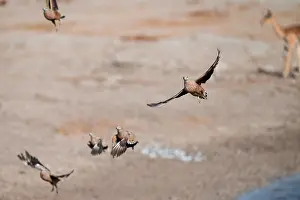 Burchell's sandgrouse (Pterocles burchelli) in flight