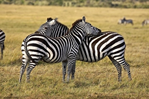 BURCHELL'S ZEBRA (equus burchelli)