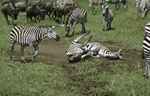 BURCHELL'S ZEBRA (equus burchelli)