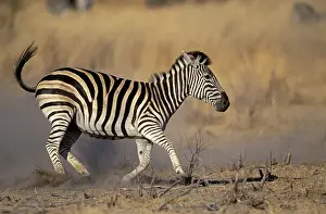Burchell's Zebra (Equus burchelli)