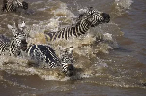 Burchell's zebra (equus burchelli)