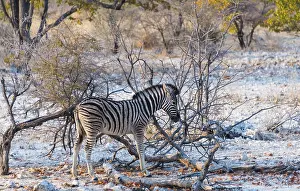 Burchell's Zebra (Equus burchellii) young in bushland