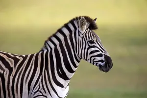 Burchell's Zebra (Equus quagga burchelli)