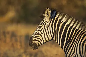 Burchell's Zebra (Equus quagga burchelli)