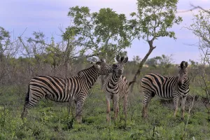 Burchell's zebra (Equus quagga burchelli)