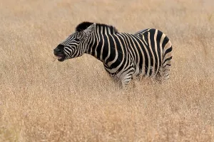 Burchell's zebra (Equus quagga burchelli)