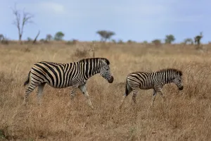 Burchell's zebra (Equus quagga burchelli)